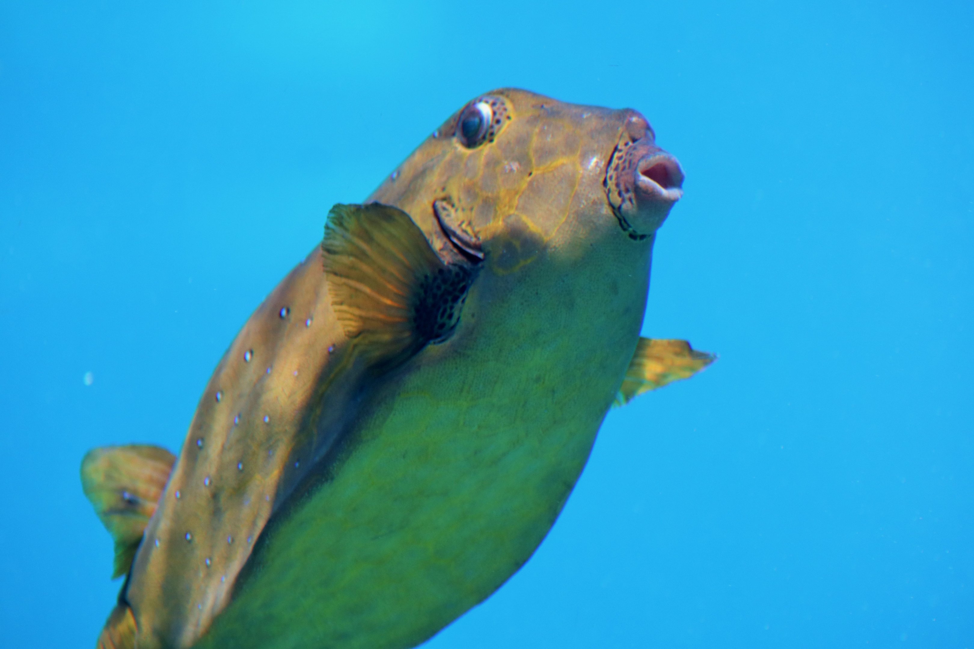 Yellow Boxfish (Ostracion cubicus)
