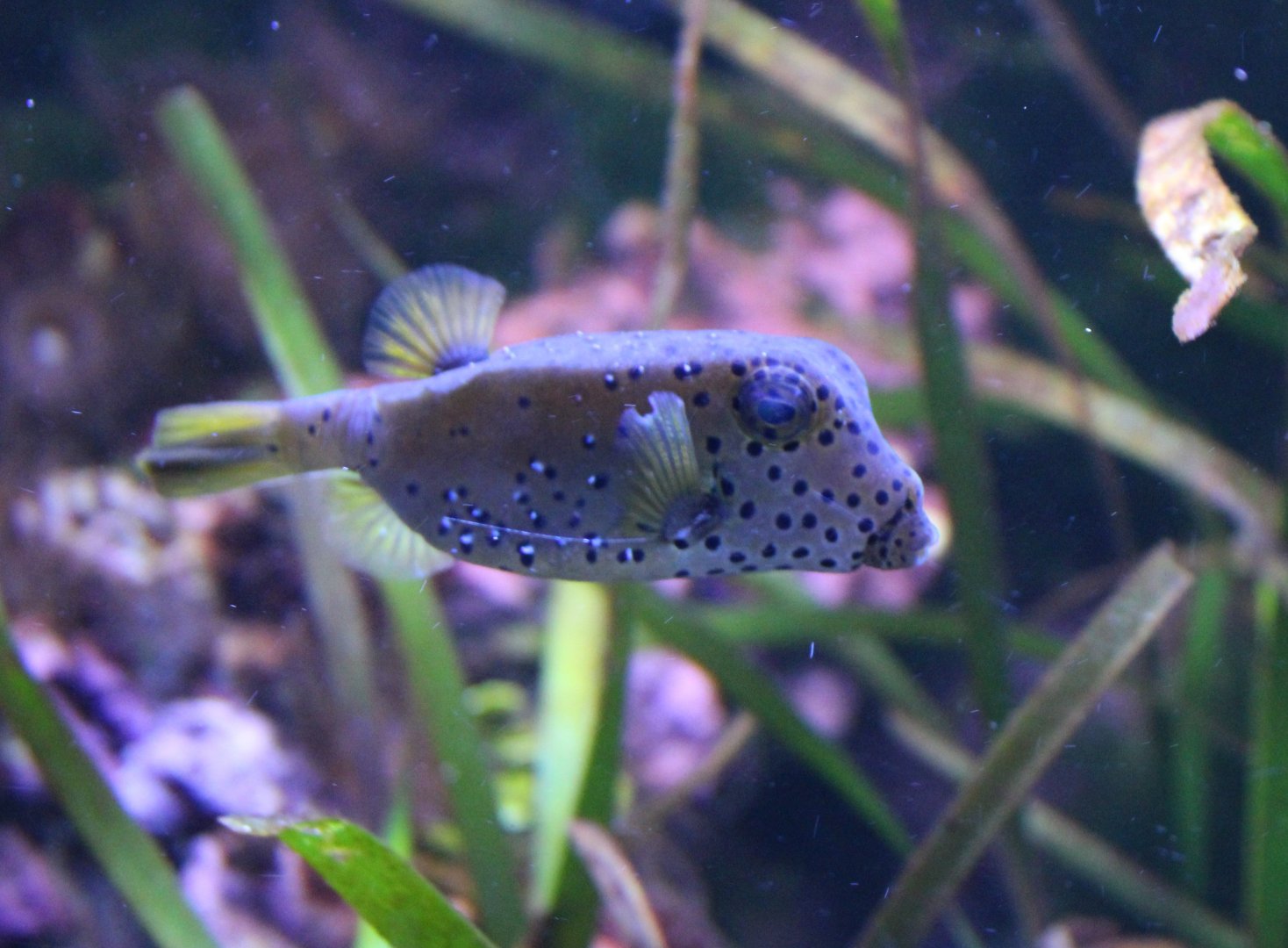 Yellow boxfish - Ostracion cubicus