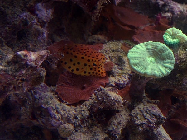 Yellow boxfish (Ostracion cubicus)