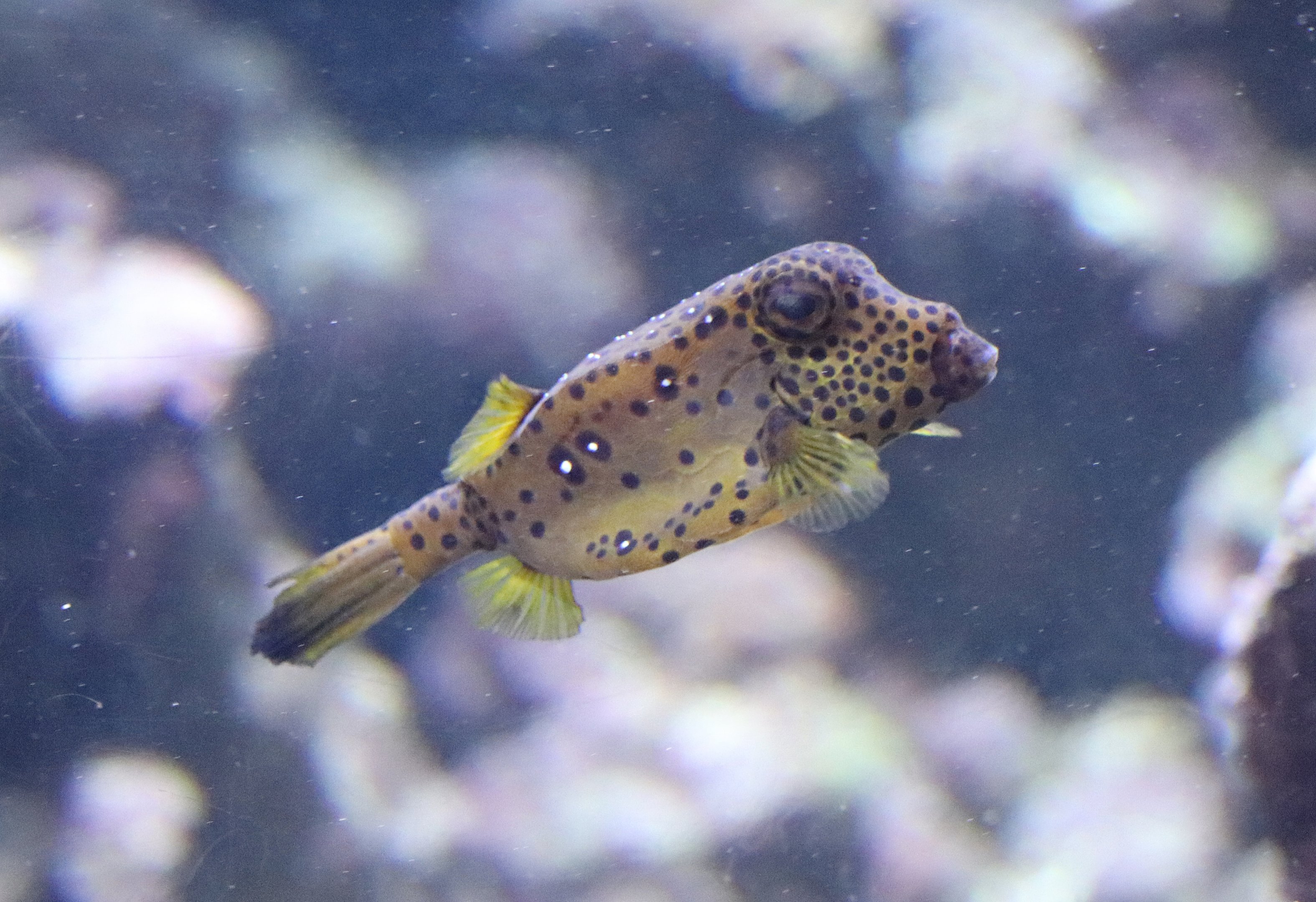 Yellow boxfish (Ostracion cubicus)