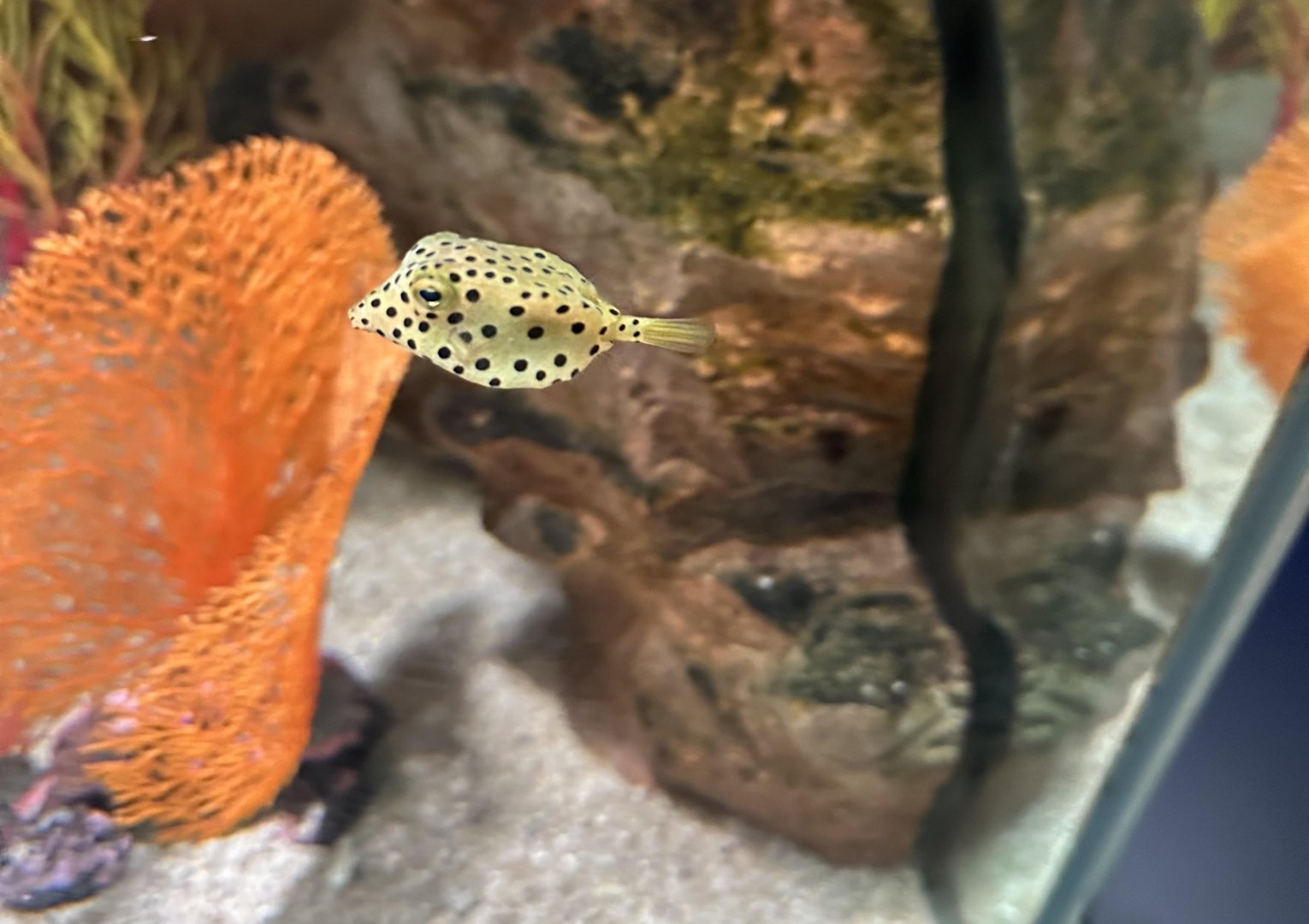Yellow boxfish (Ostracion cubicus)