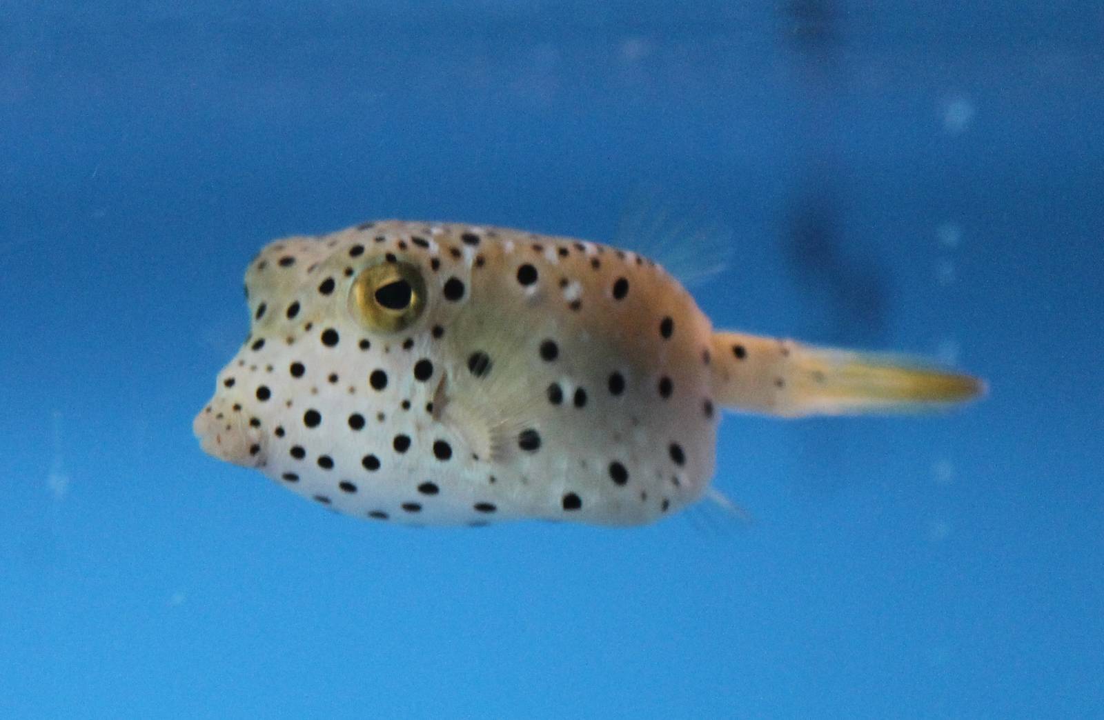 Yellow boxfish