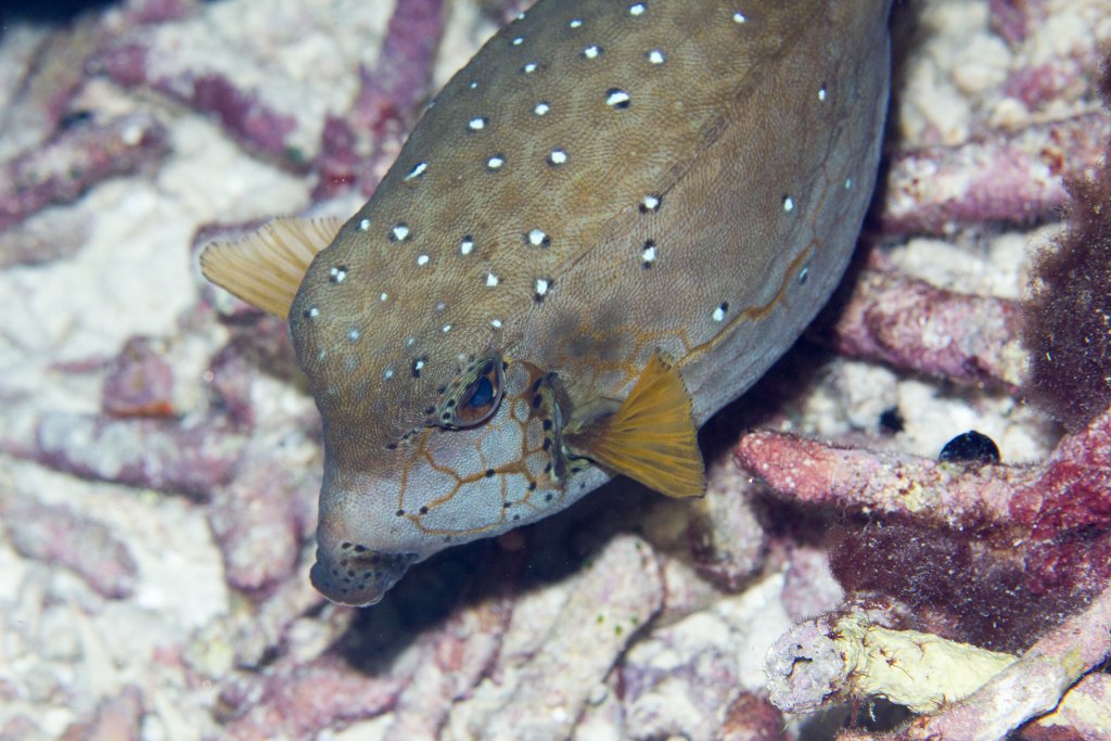Yellow Boxfish