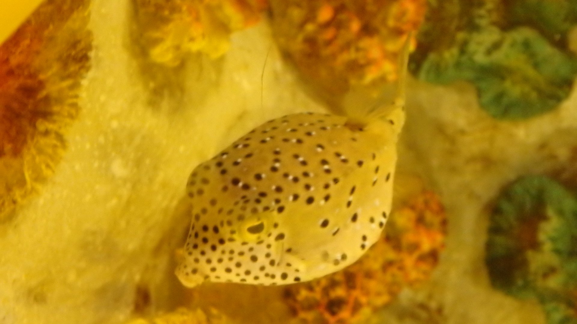 yellow boxfish