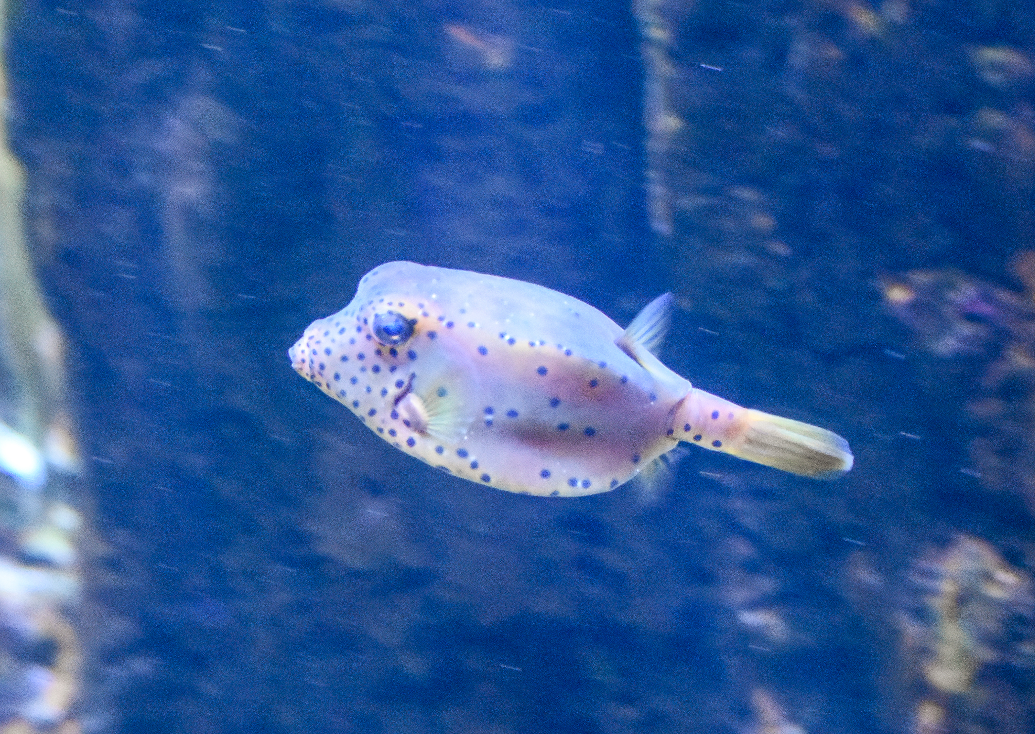 Yellow Boxfish