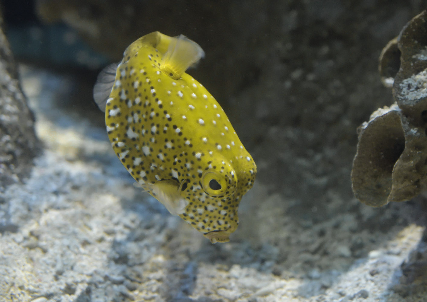 Yellow boxfish