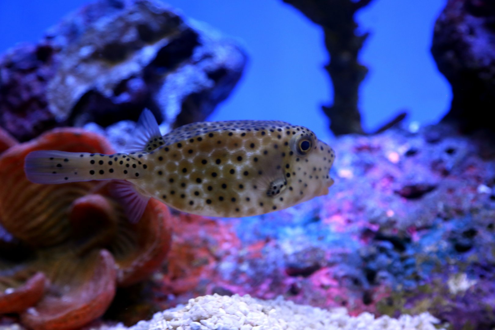 Yellow Boxfish
