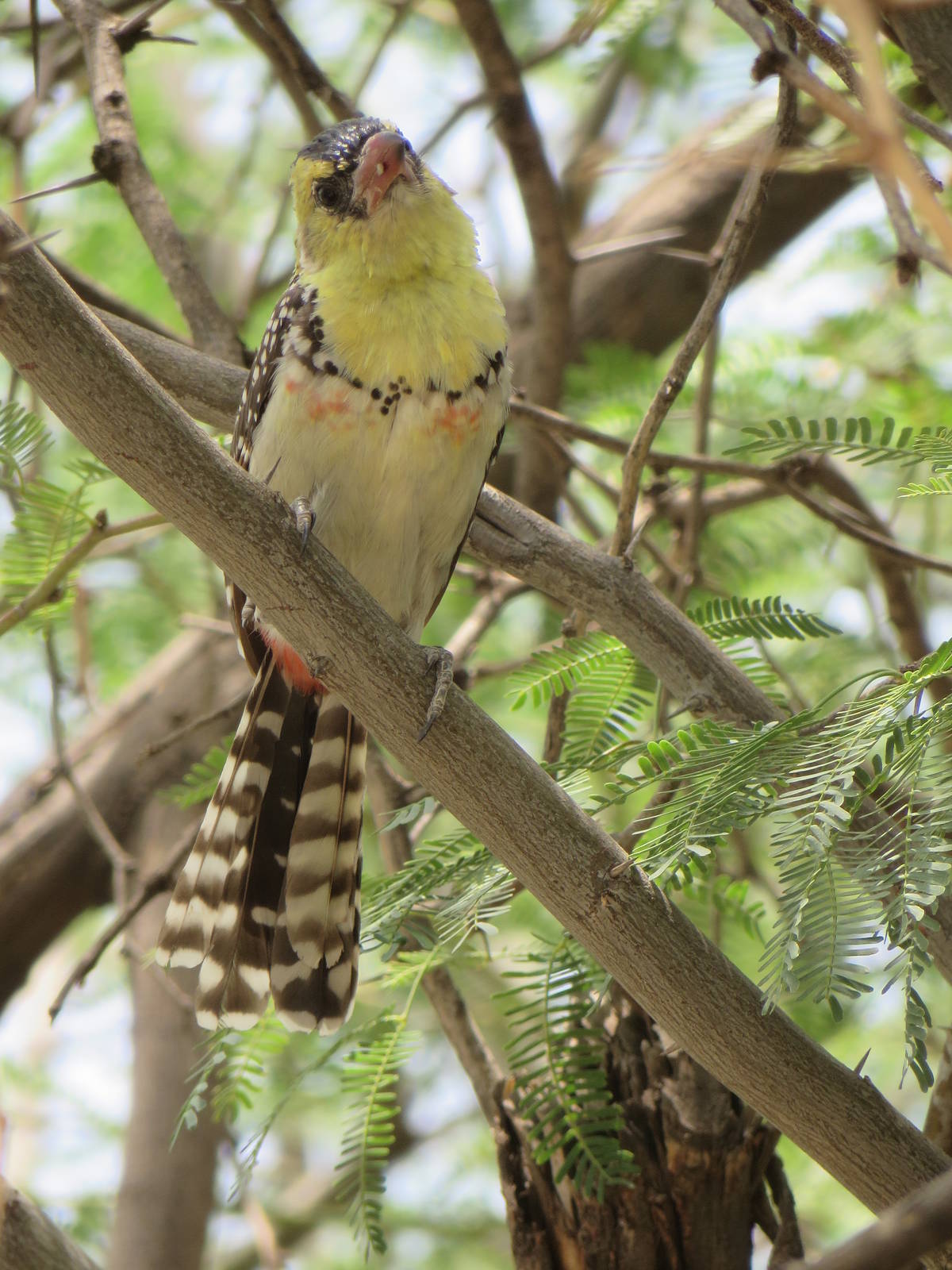 Yellow-breasted barbet