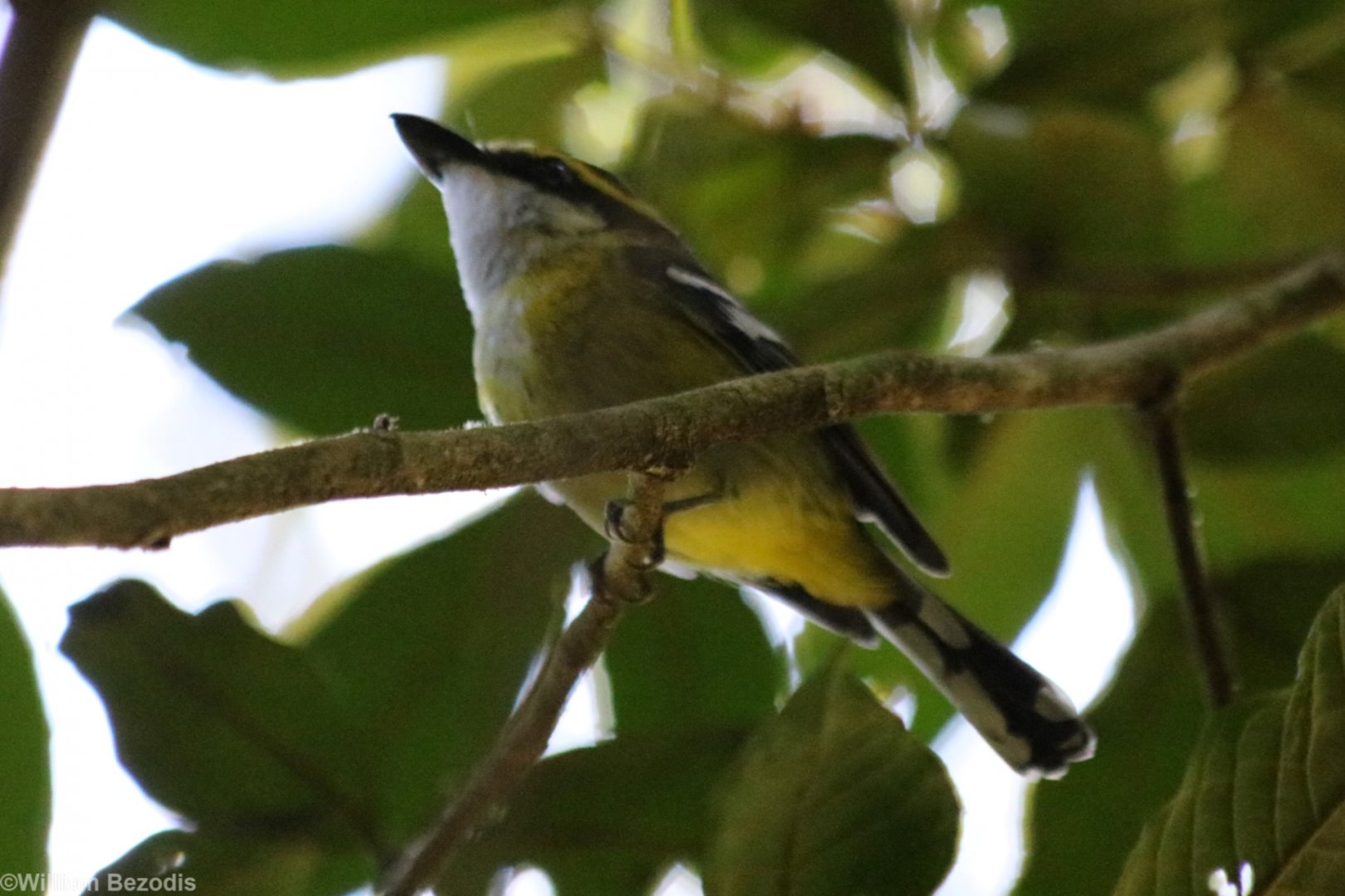 Yellow-breasted Boatbill - Lake Barrine