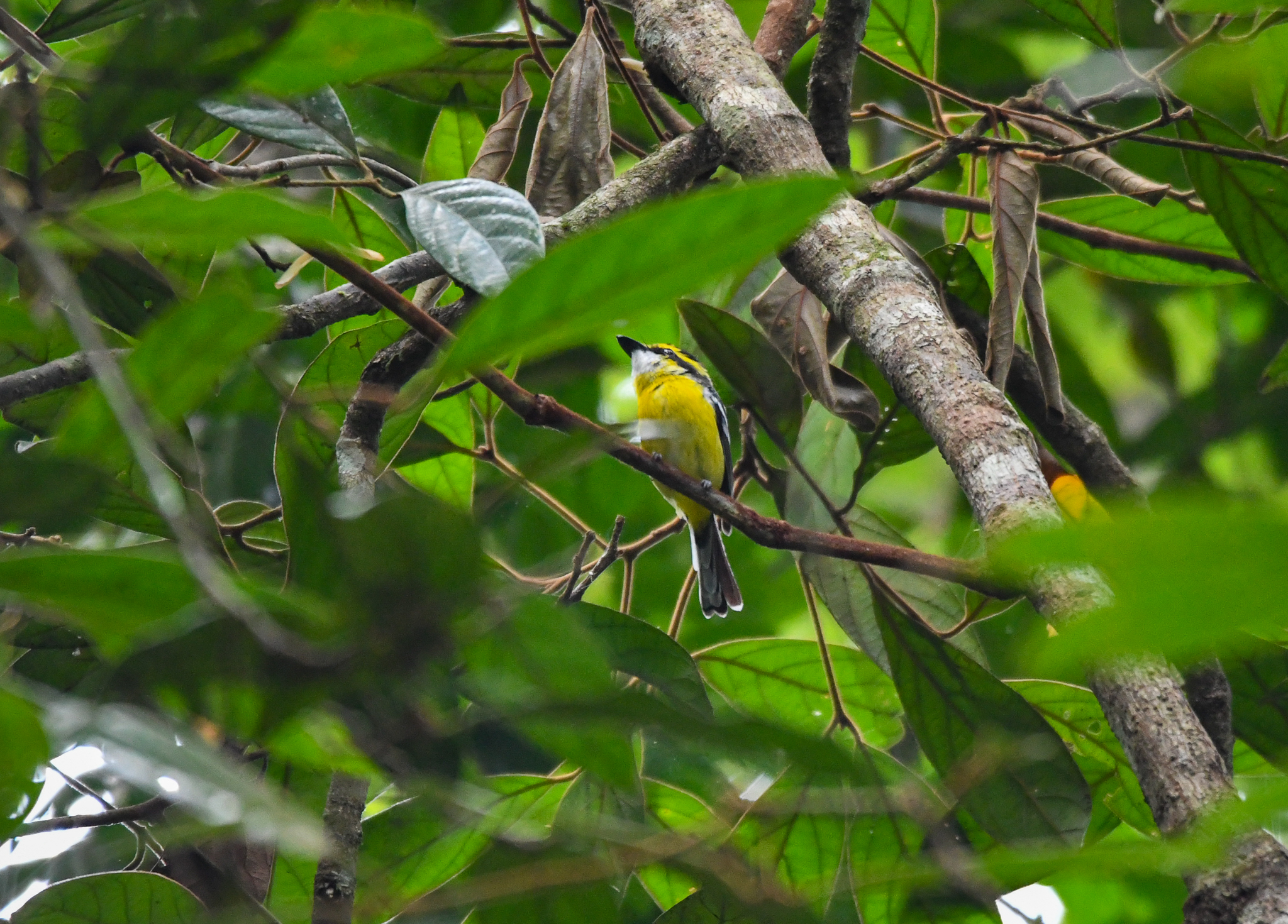 Yellow-breasted Boatbill