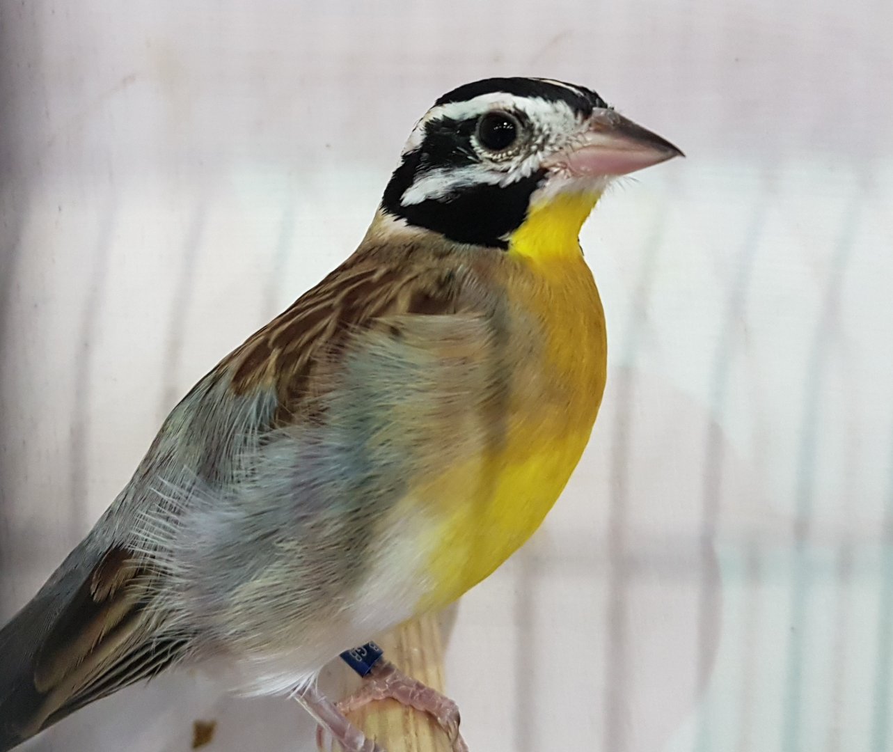 Yellow-breasted bunting