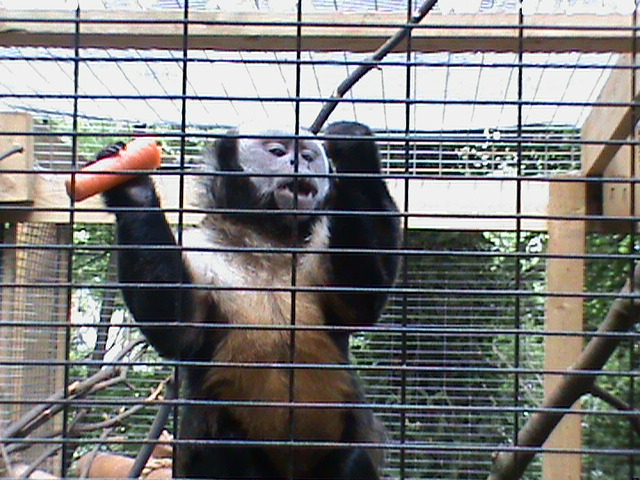 yellow-breasted capuchin 07/10