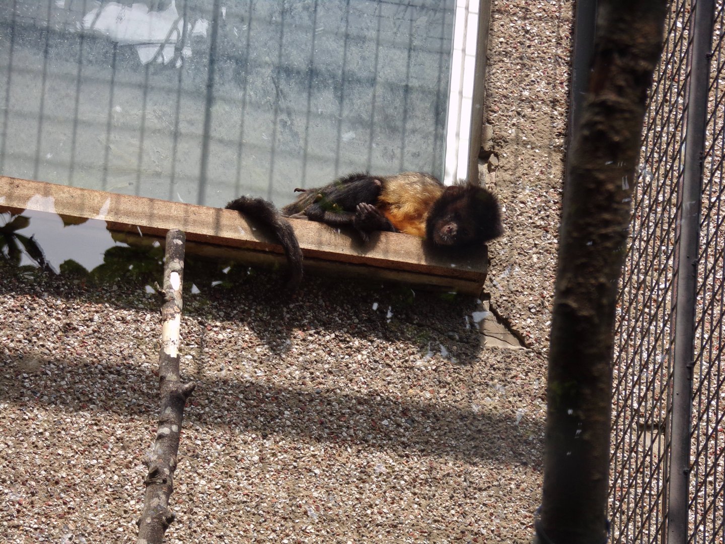 Yellow-breasted capuchin 20.7.23