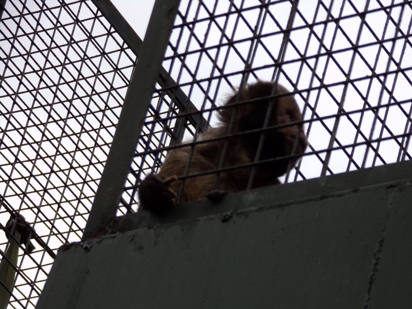 Yellow-breasted capuchin 20.7.23