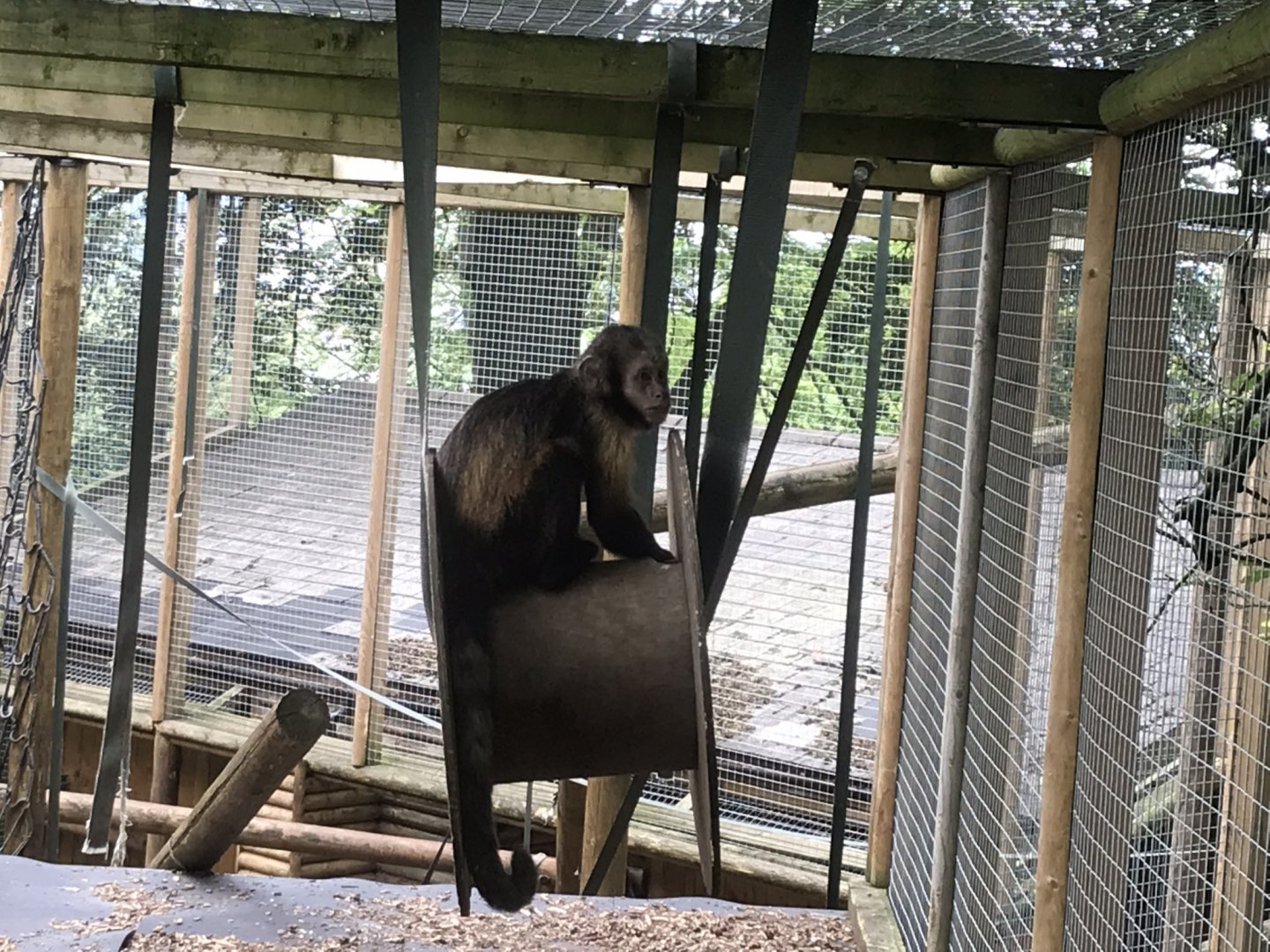 Yellow-breasted capuchin 230619