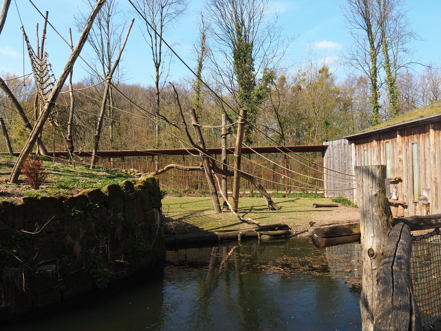 Yellow-breasted capuchin and capybara exhibit, 2019-03-30