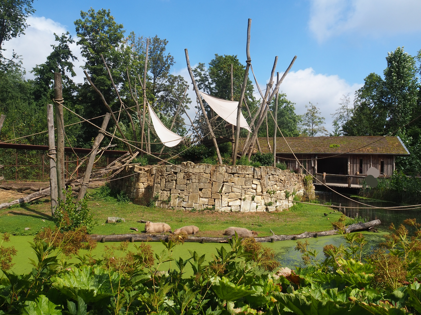 Yellow-breasted capuchin and capybara exhibit, 2022-08-20