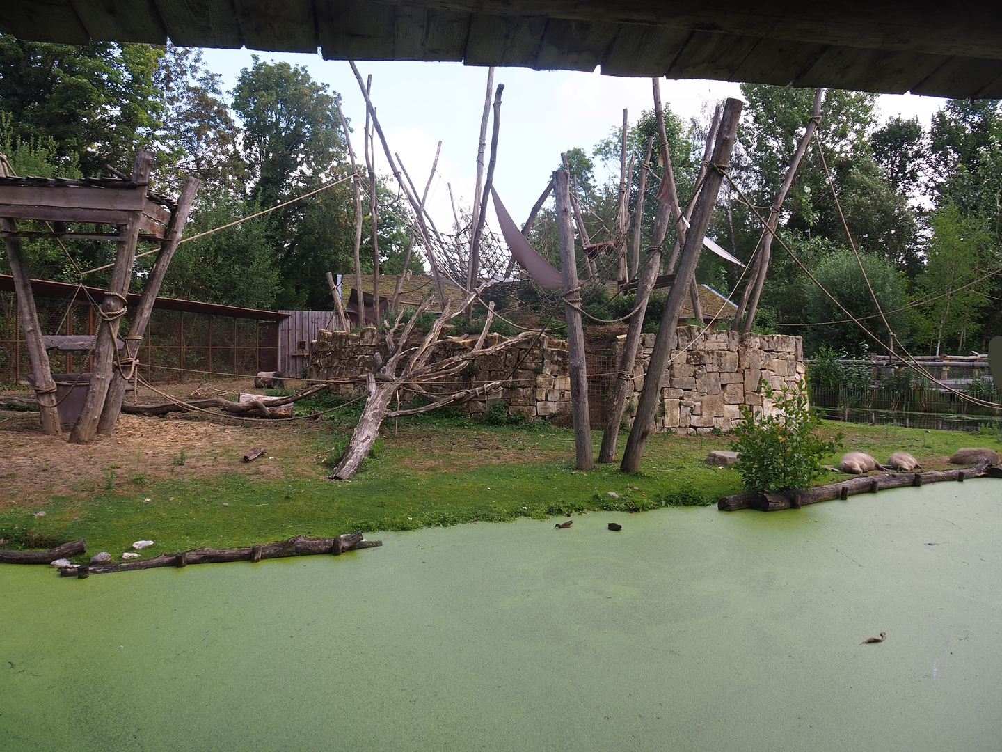 Yellow-breasted capuchin and capybara exhibit, 2022-08-20