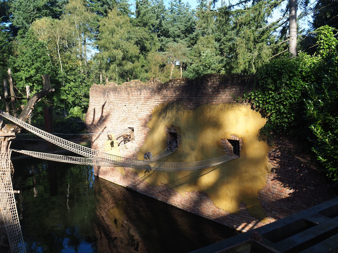 Yellow-breasted capuchin and Ring-tailed lemur house, 2023-09-24