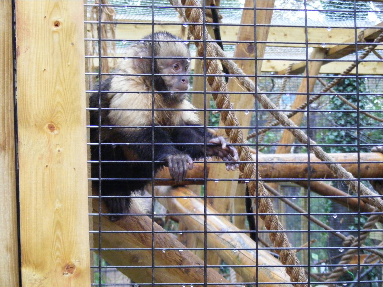 Yellow-breasted capuchin at Shaldon Zoo, 28 December 2010