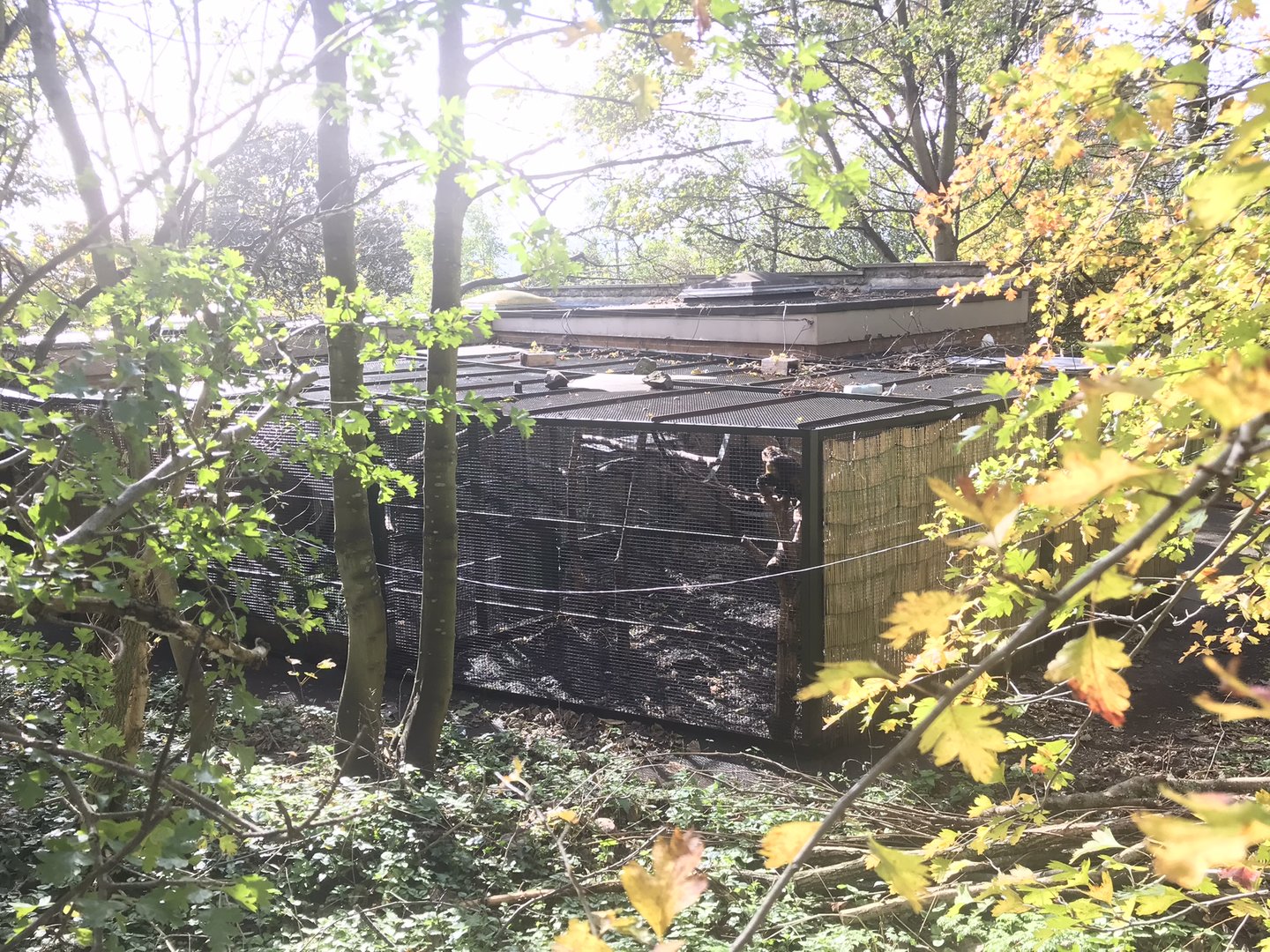 Yellow breasted capuchin cage- off show