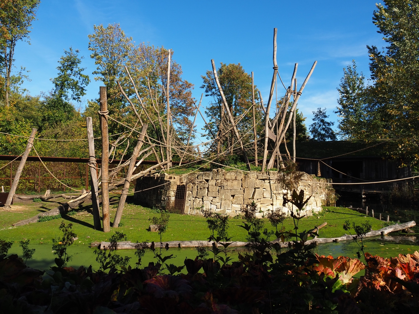 Yellow-breasted capuchin - Capybara exhibit (Oct 13th, 2018)