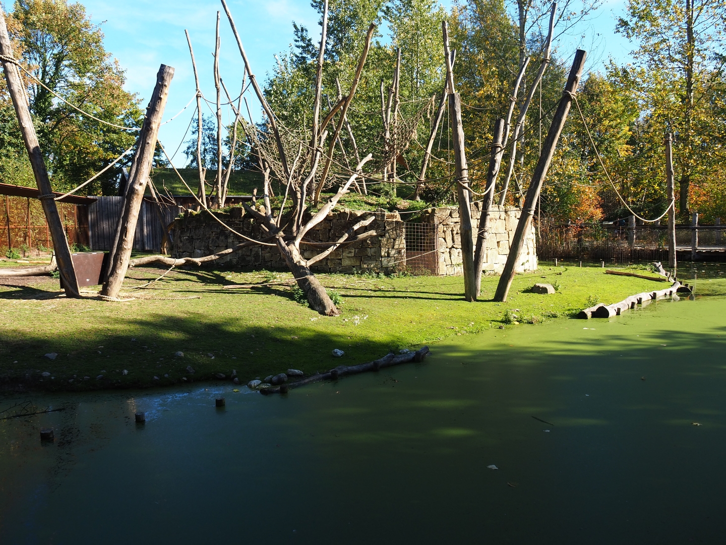 Yellow-breasted capuchin - Capybara exhibit (Oct 13th, 2018)