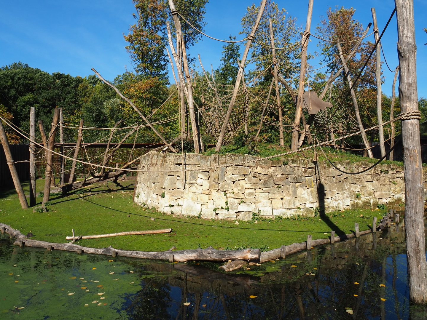 Yellow-breasted capuchin - Capybara exhibit (Oct 13th, 2018)