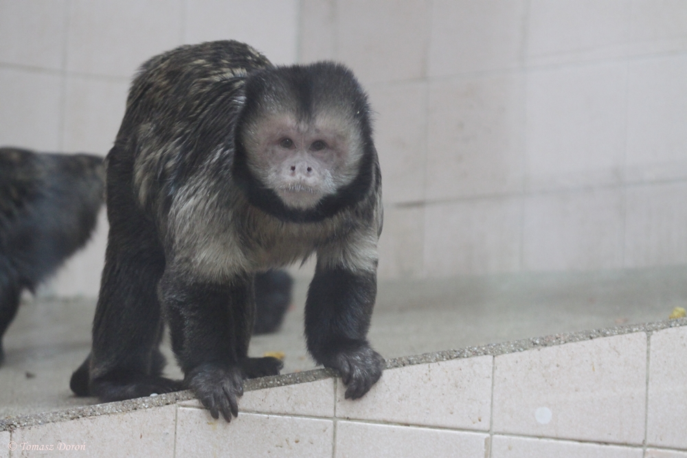 Yellow-breasted Capuchin (Cebus xanthosternos) male