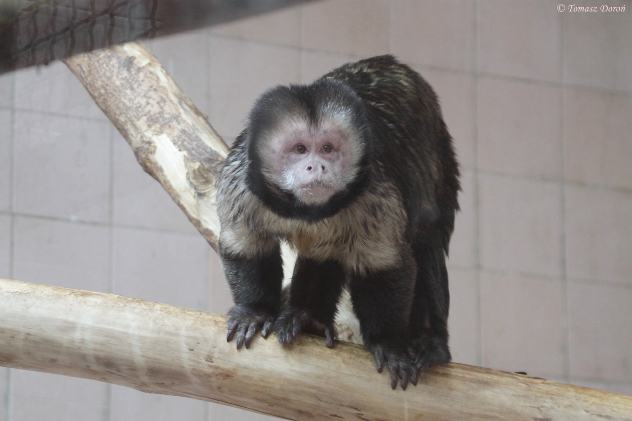 Yellow-breasted Capuchin (Cebus xanthosternos)