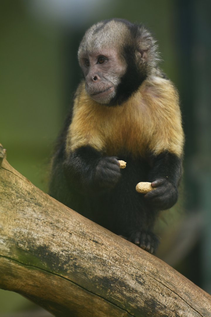 Yellow-breasted capuchin (Cebus xanthosternos)