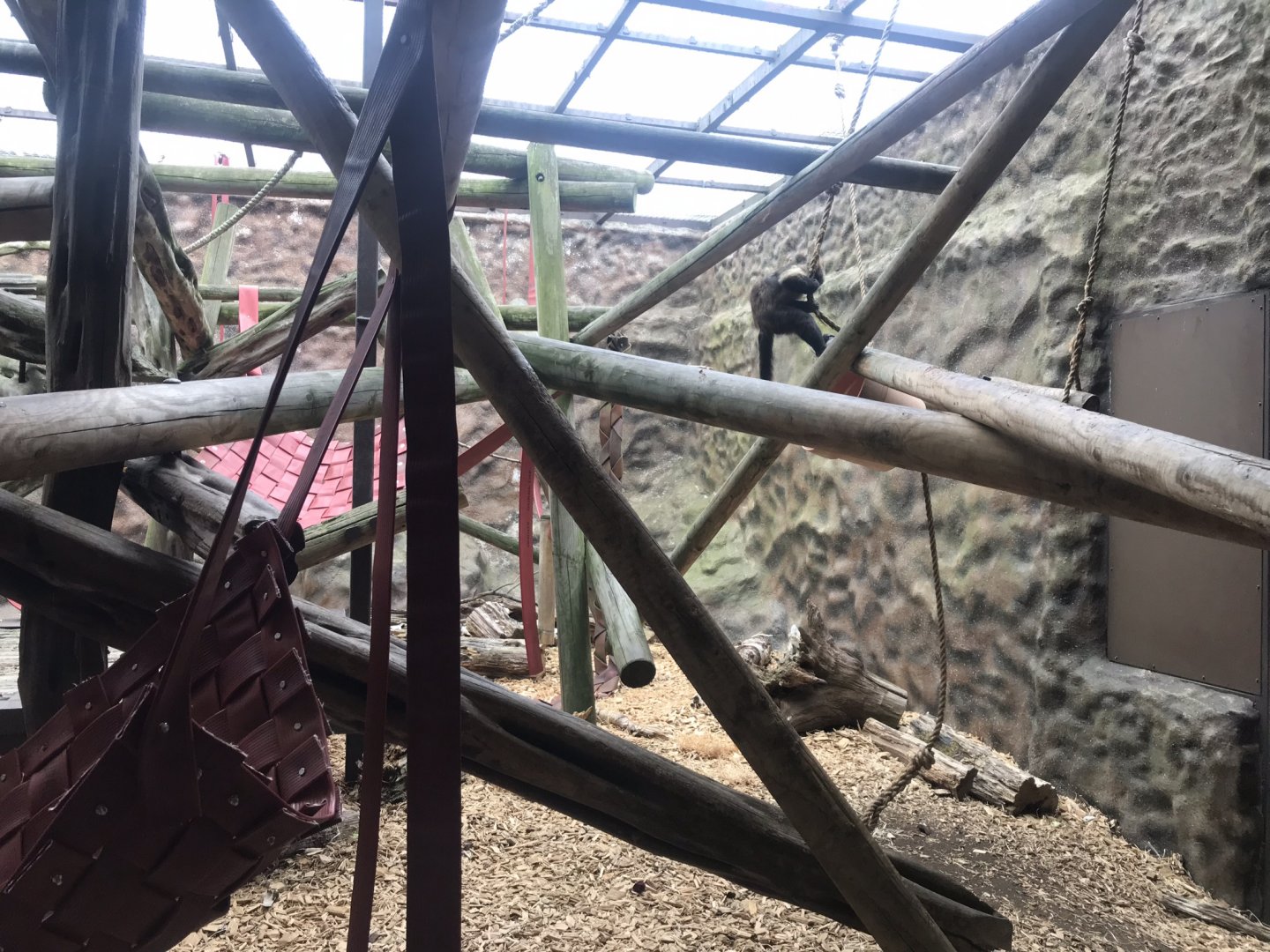 Yellow-breasted capuchin enclosure 050819