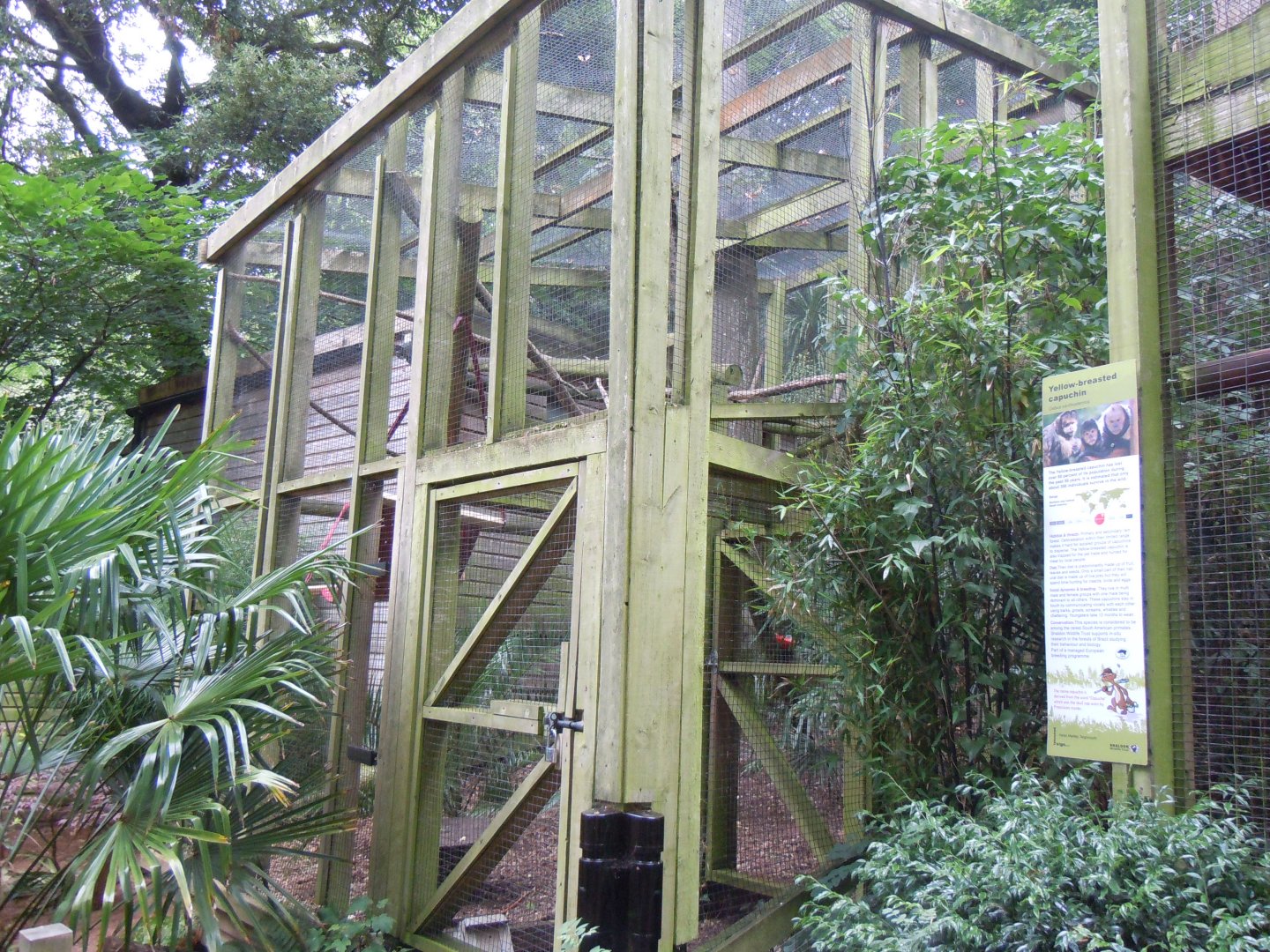 Yellow-breasted capuchin enclosure 050820