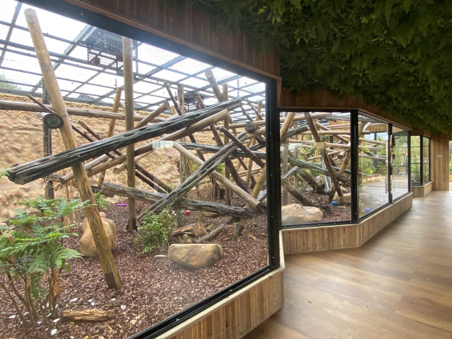 Yellow-breasted capuchin enclosure 110925