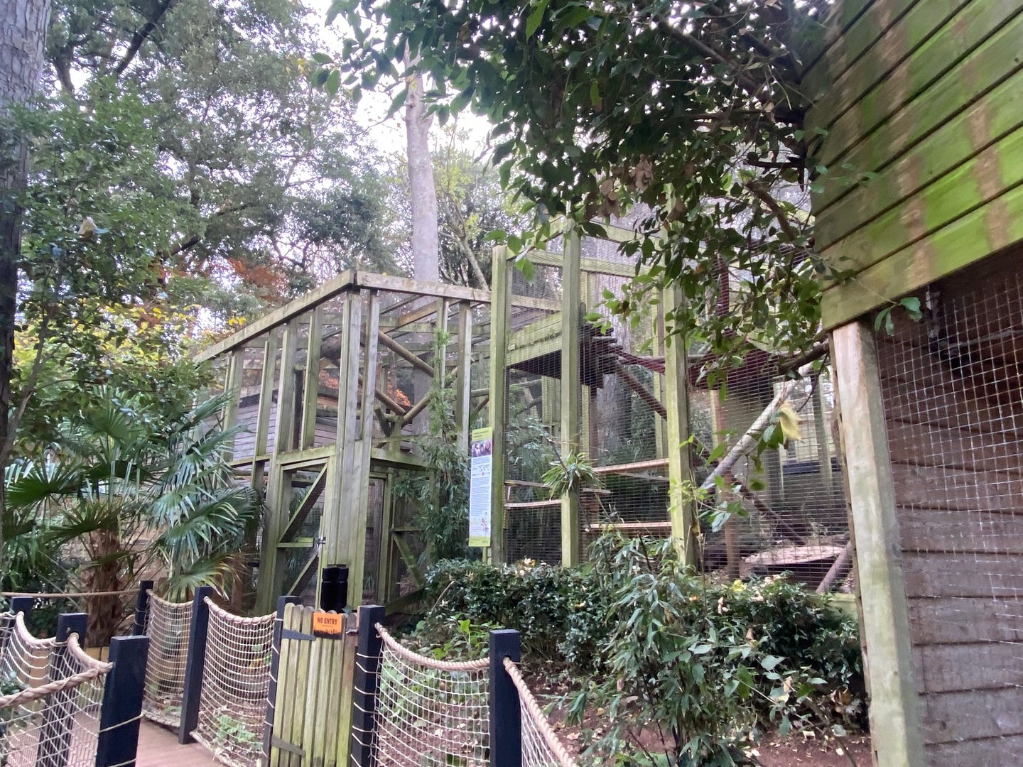 Yellow-breasted capuchin enclosure 111222
