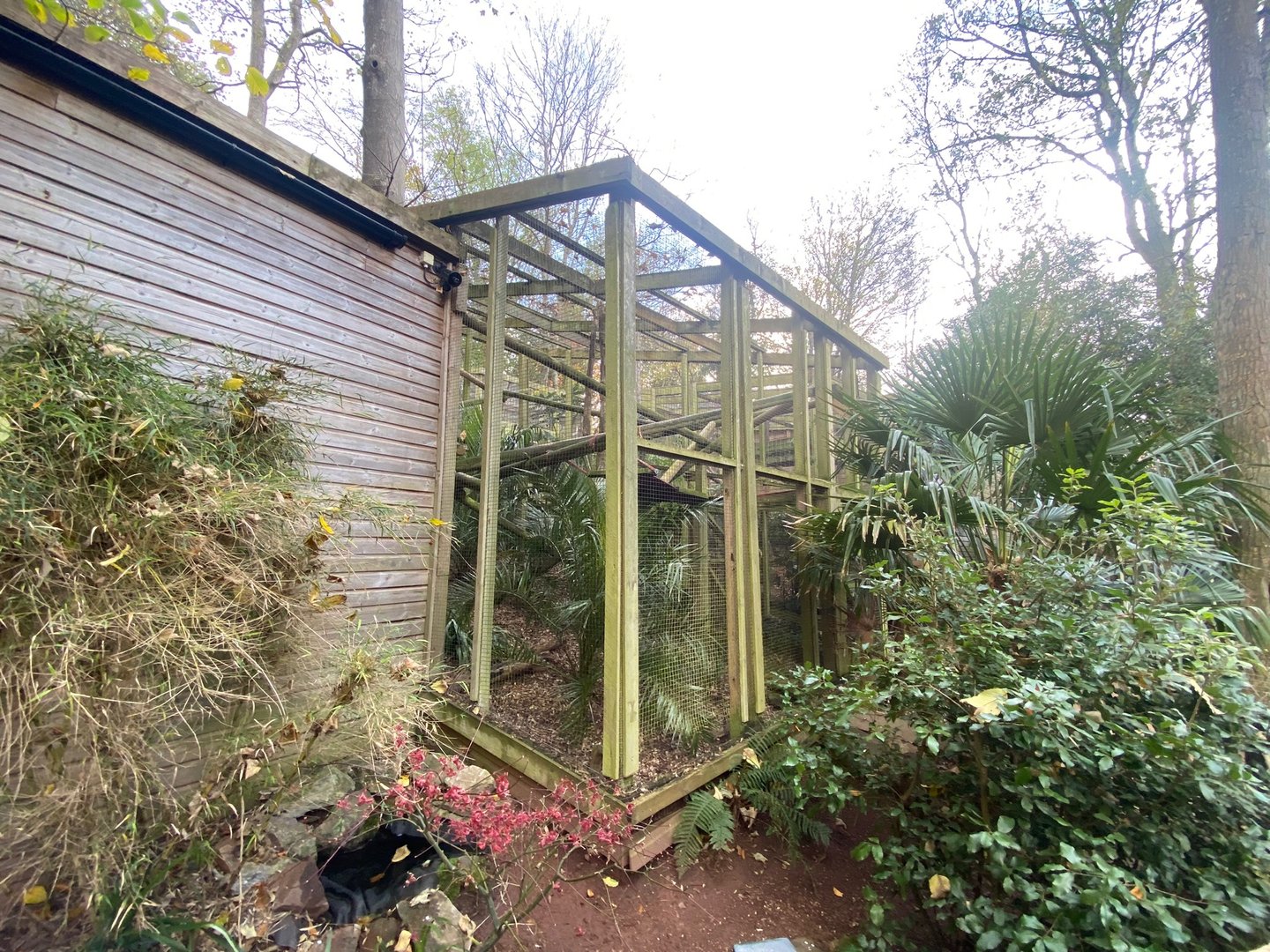 Yellow-breasted capuchin enclosure 111222
