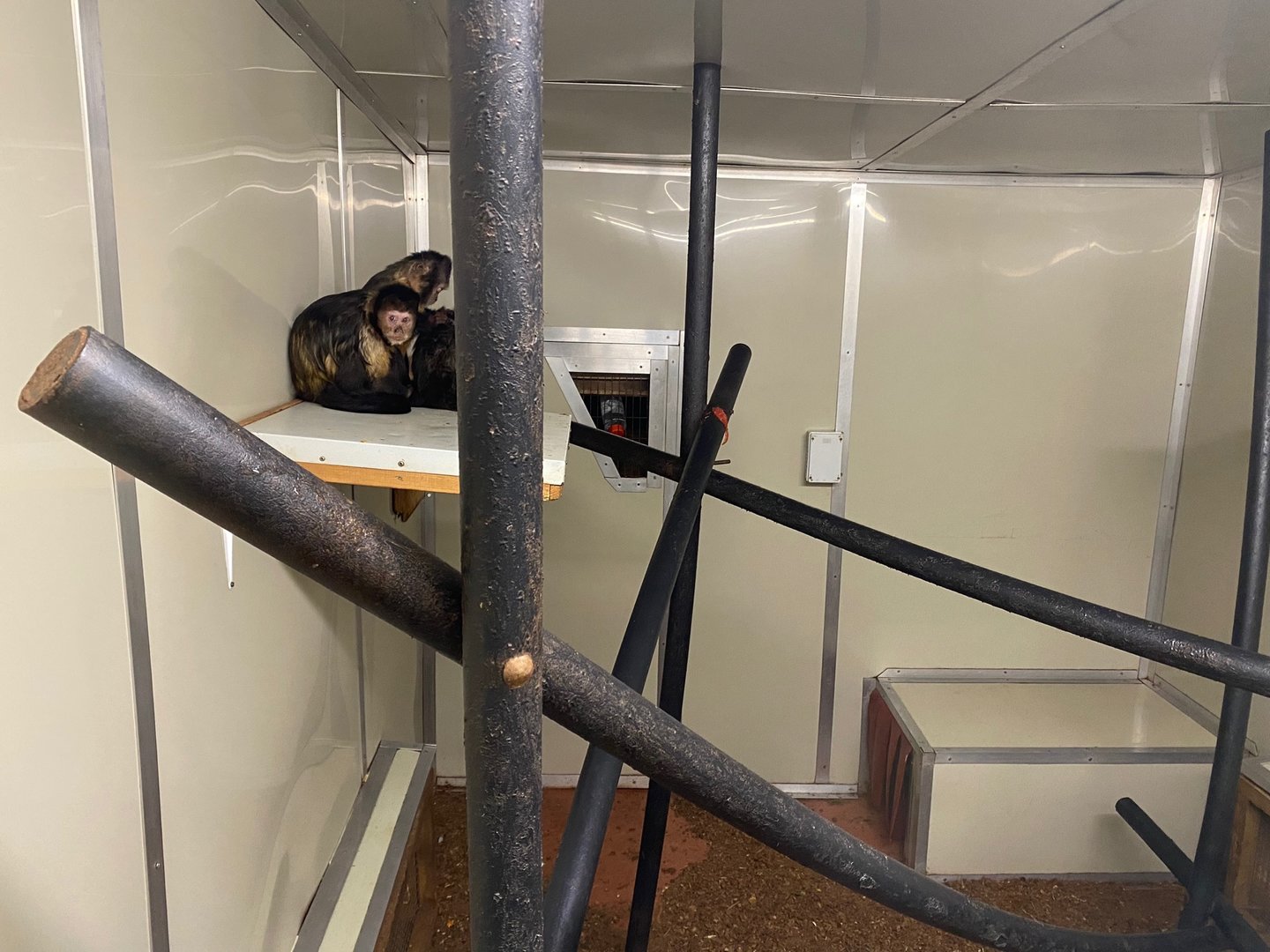 Yellow-breasted capuchin enclosure 111222