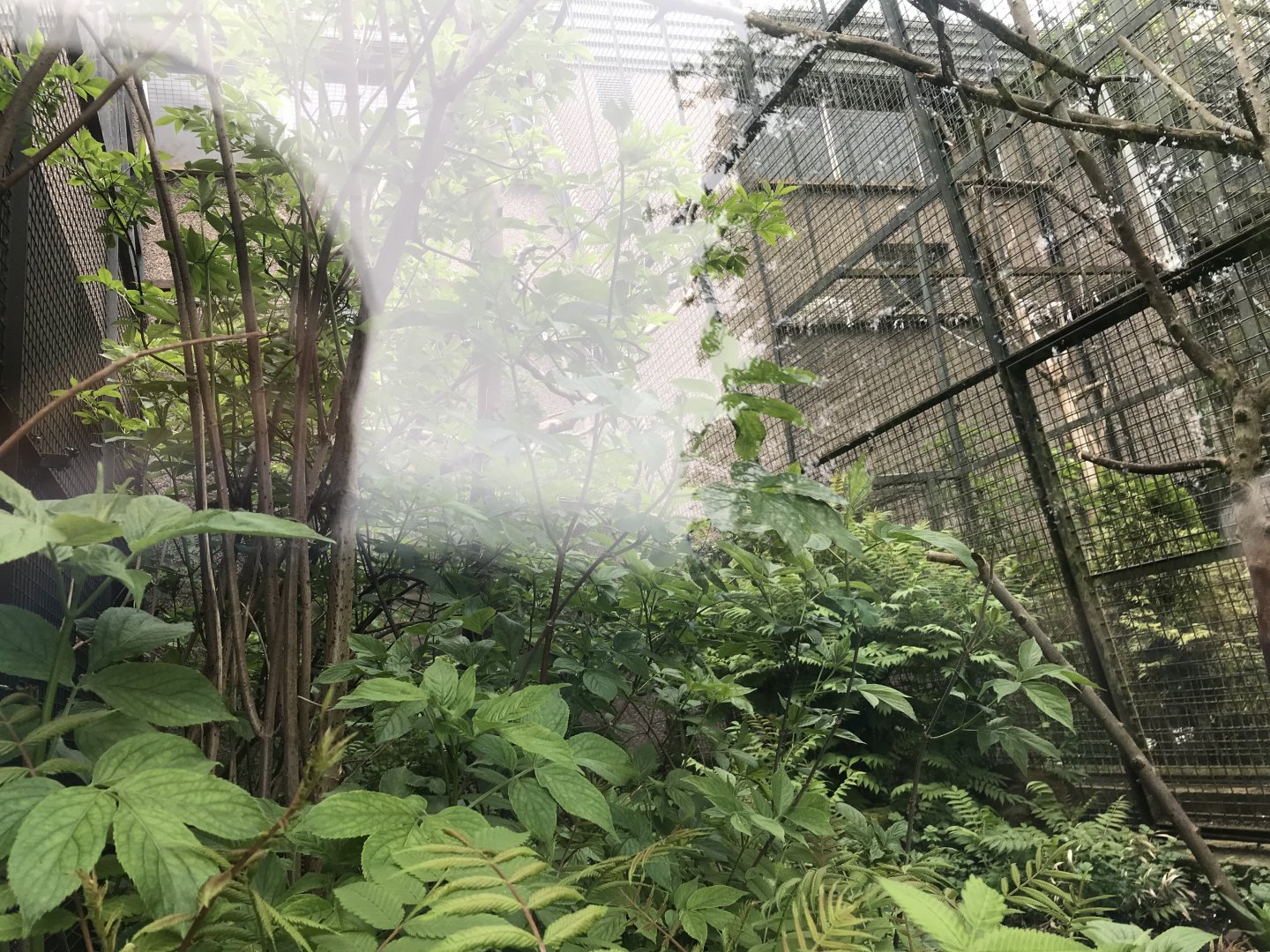 Yellow breasted capuchin enclosure (2)