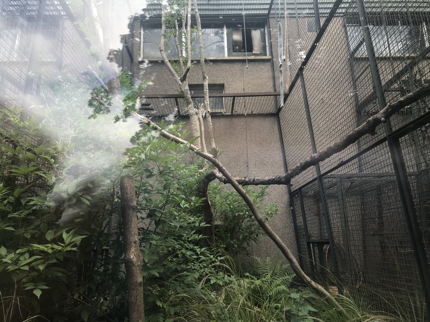Yellow-breasted capuchin enclosure (2)