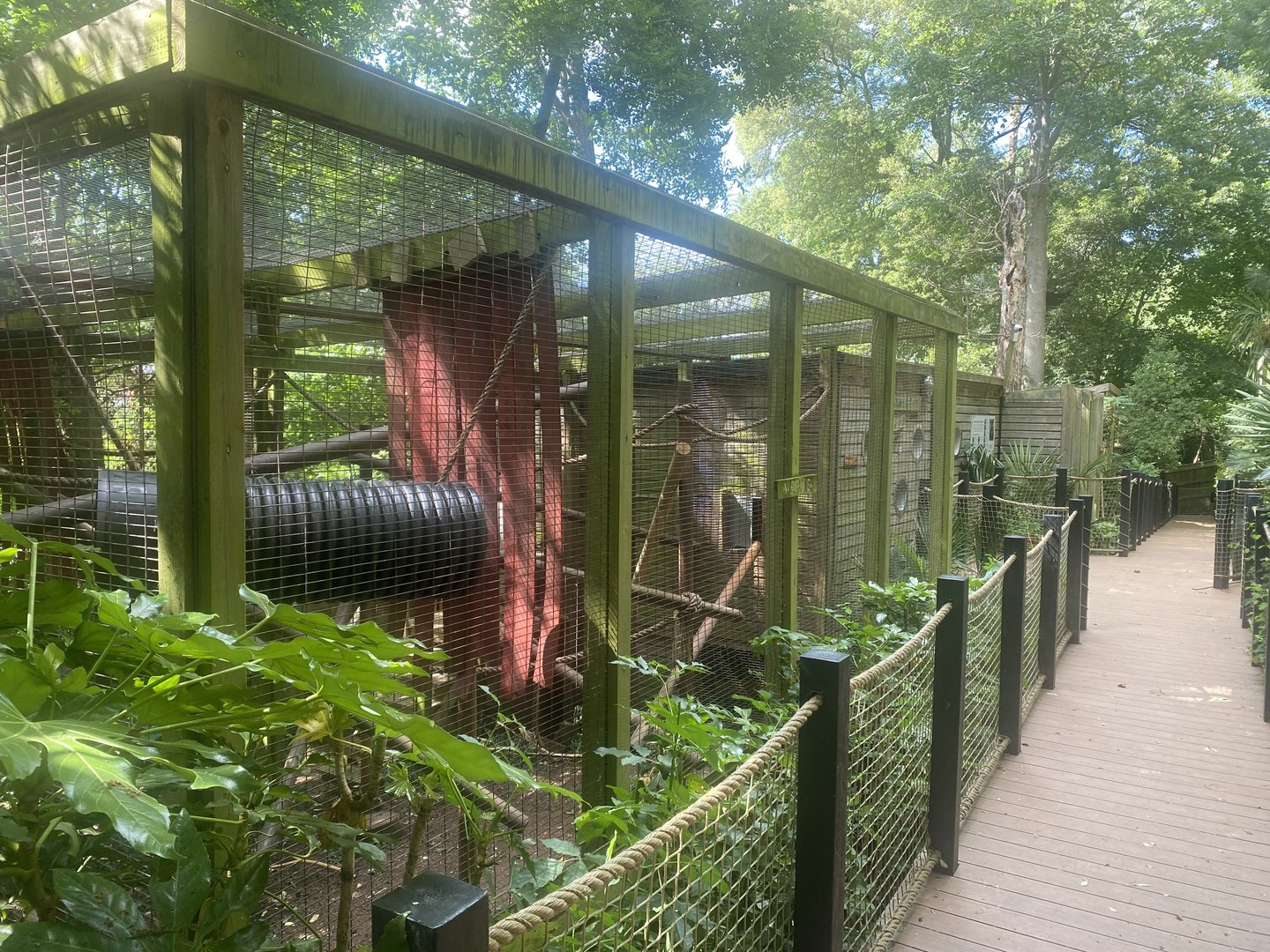 Yellow-breasted capuchin enclosure 250623