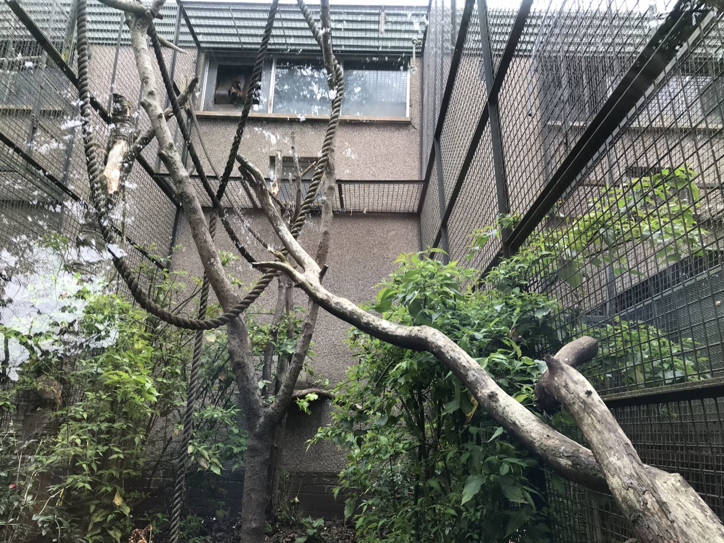 Yellow breasted capuchin enclosure (3)