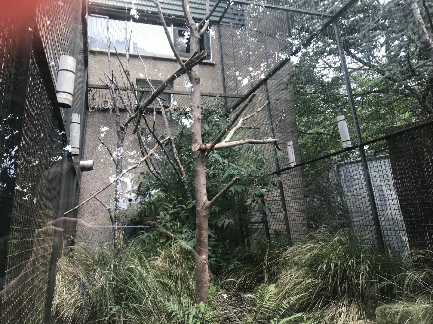 Yellow-breasted capuchin enclosure (3)