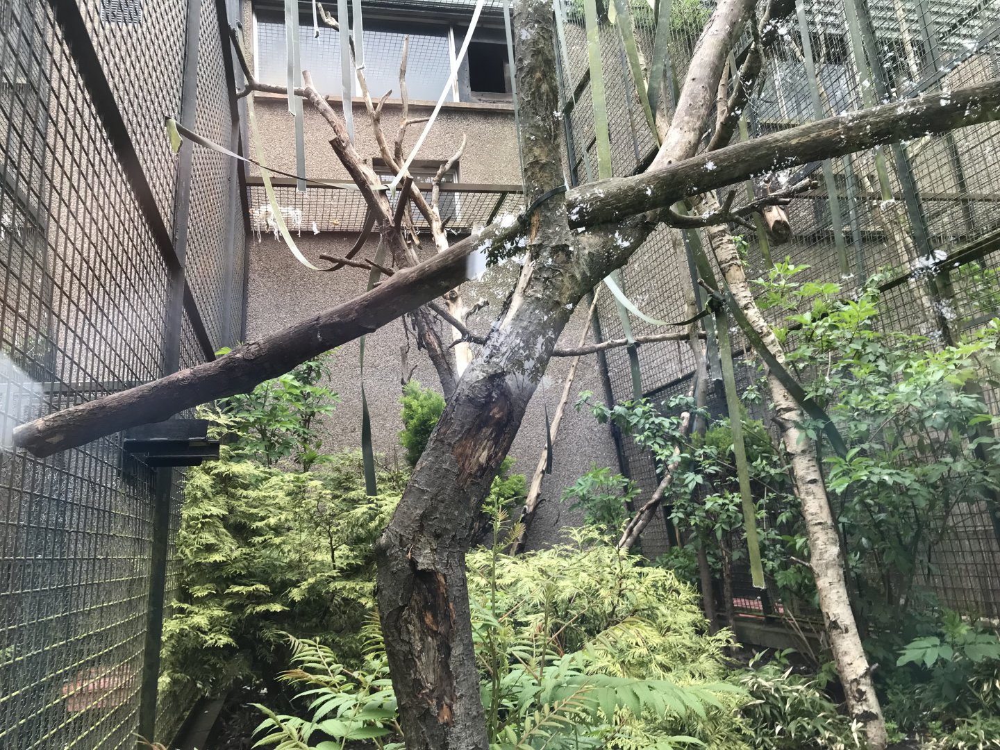 Yellow breasted capuchin enclosure