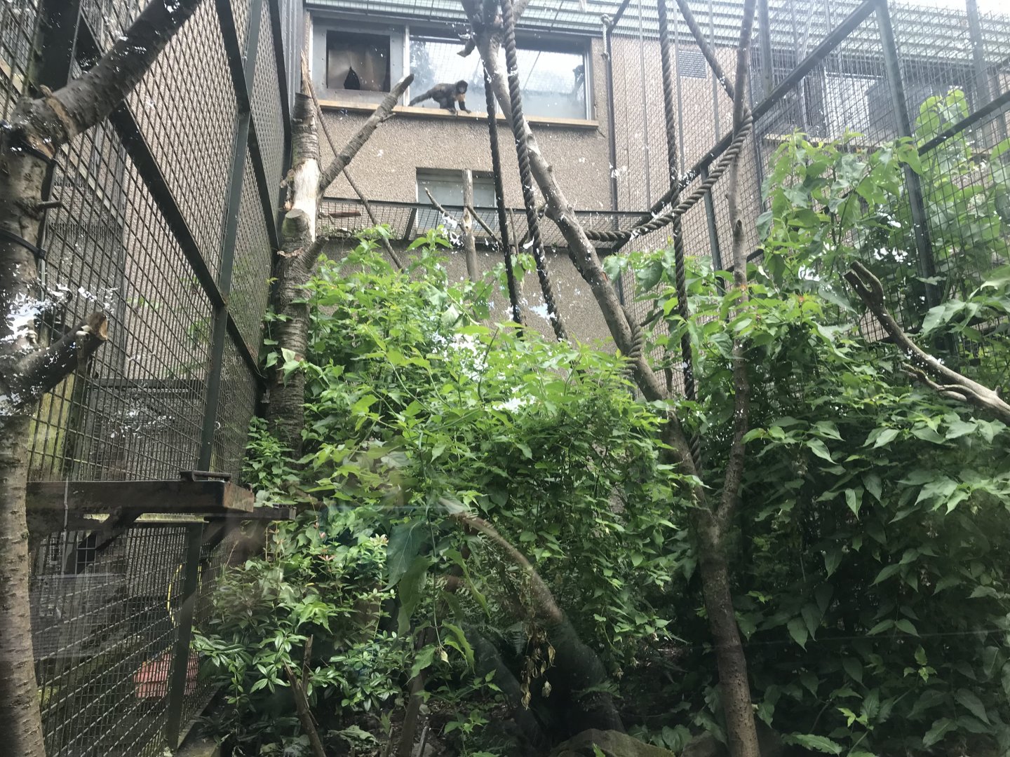 Yellow-breasted capuchin enclosure