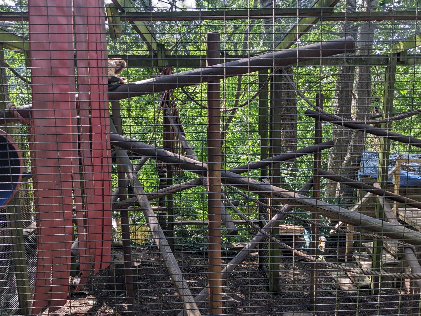Yellow-breasted Capuchin enclosure