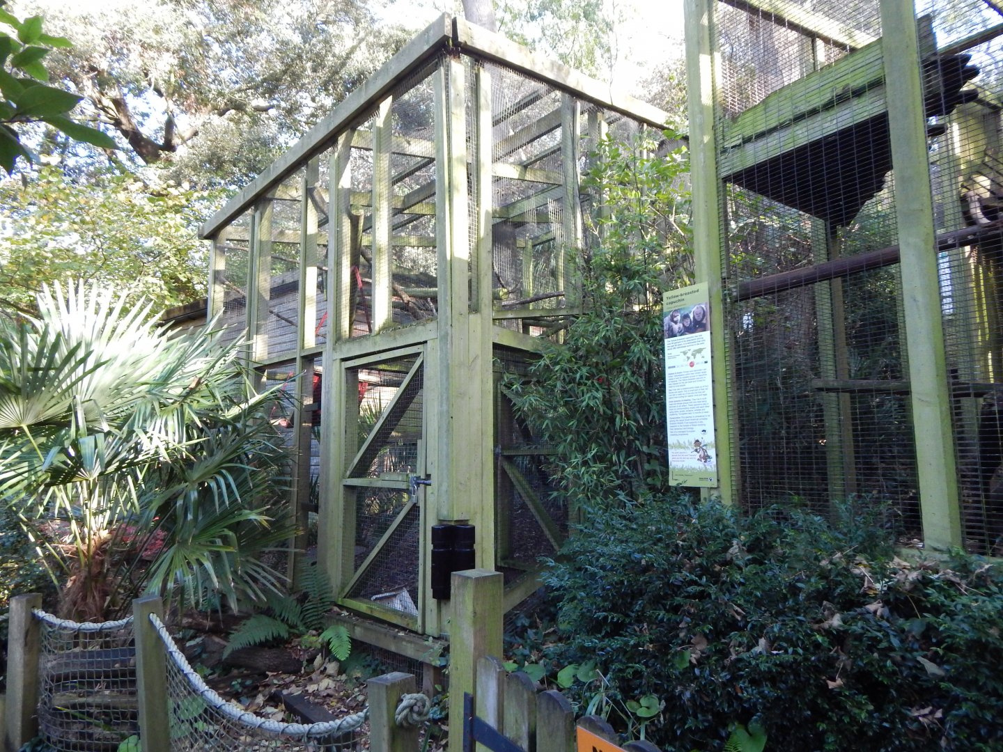 Yellow-breasted capuchin enclosures 021120
