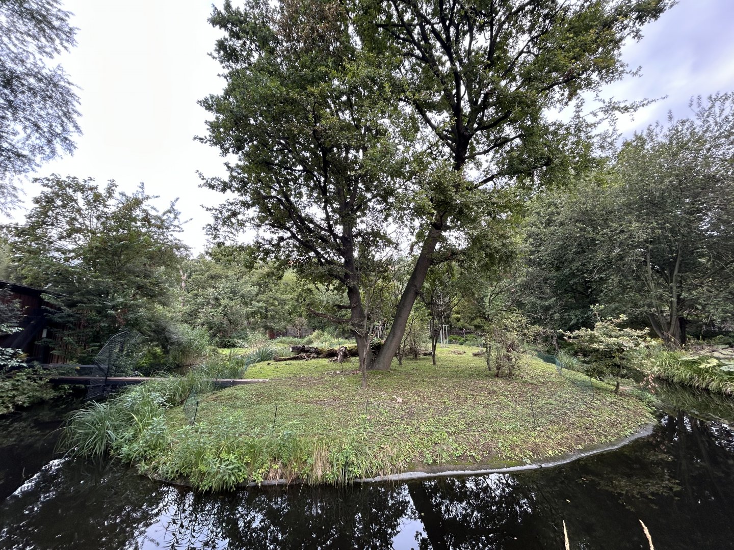 Yellow-breasted Capuchin Exhibit #2