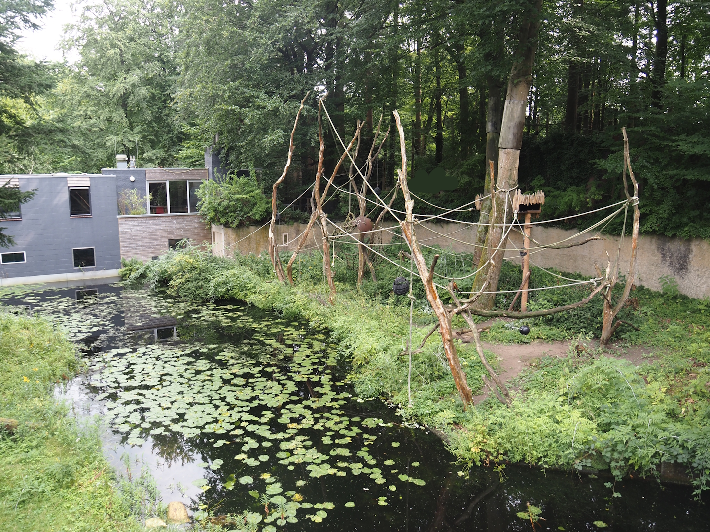 Yellow-breasted capuchin exhibit, 2024-08-18