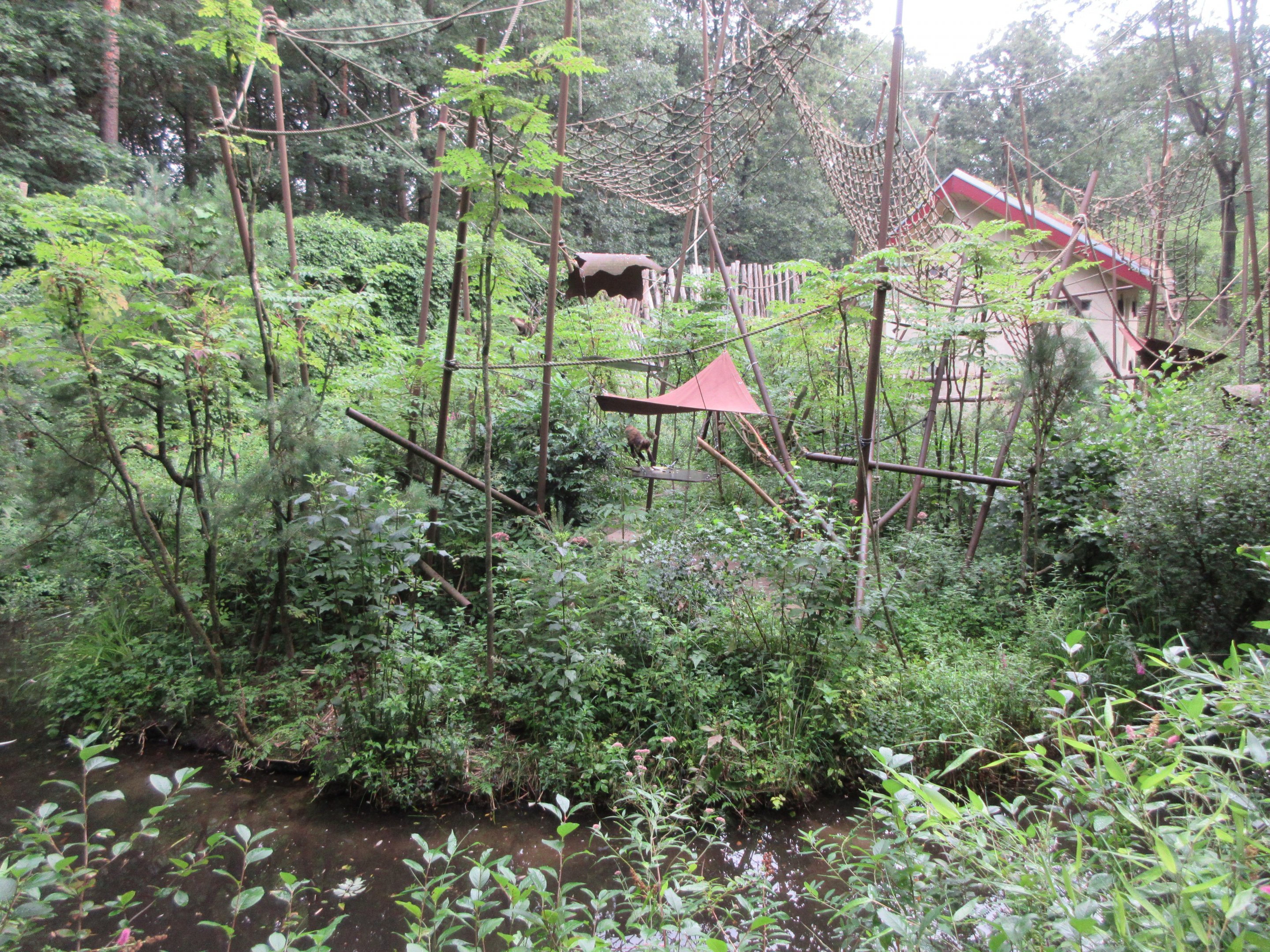 Yellow-breasted Capuchin Exhibit (thick with foliage)