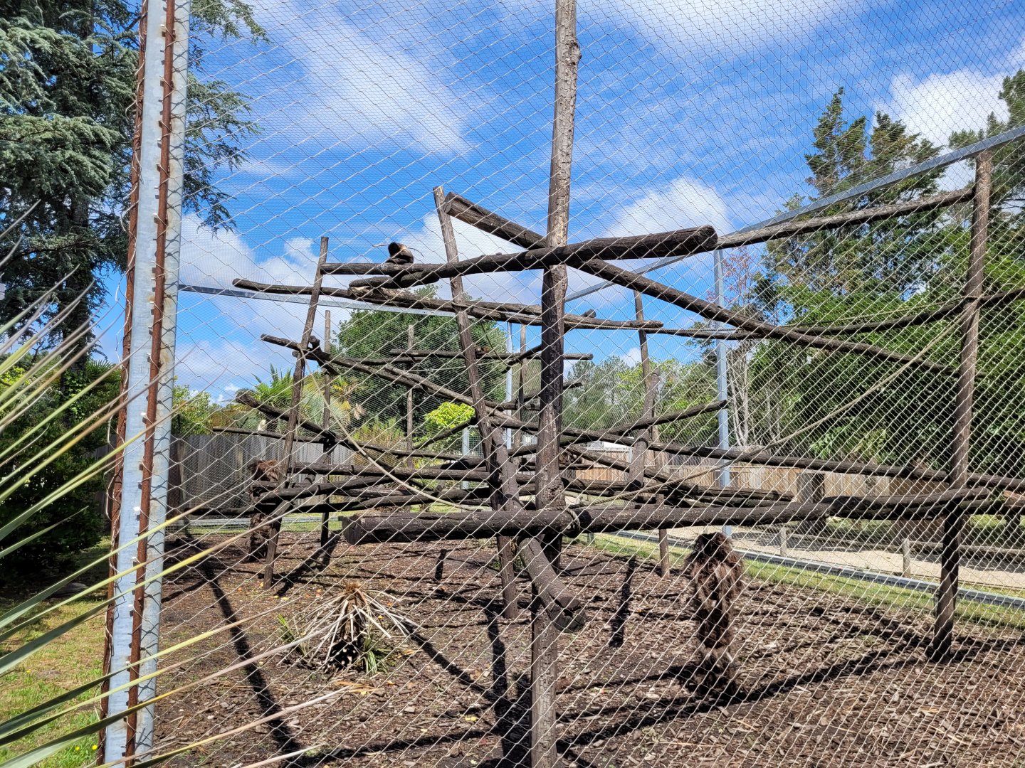 Yellow-breasted capuchin exhibit -Zoo du bassin d'Arcachon (2024)